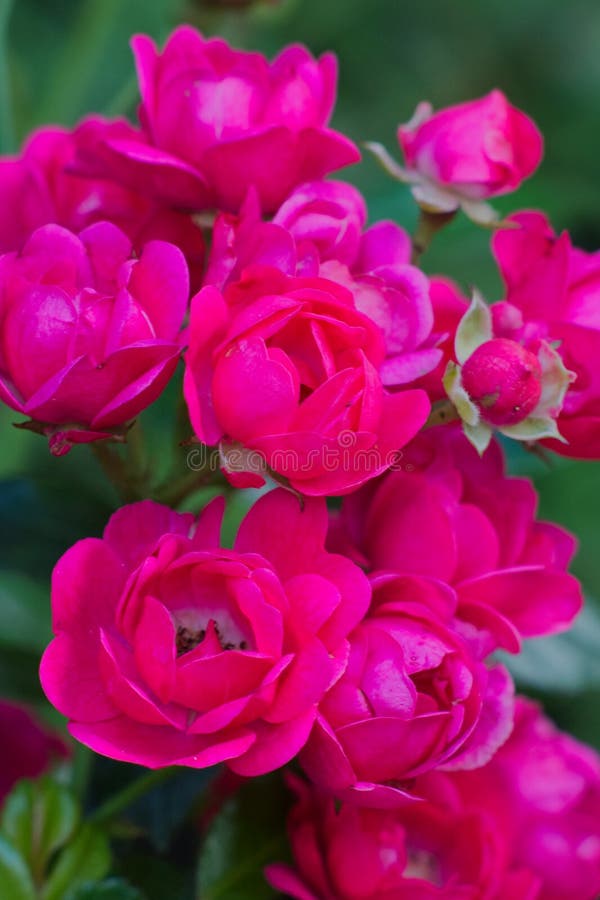 Macropicture of miniature roses royalty free stock image