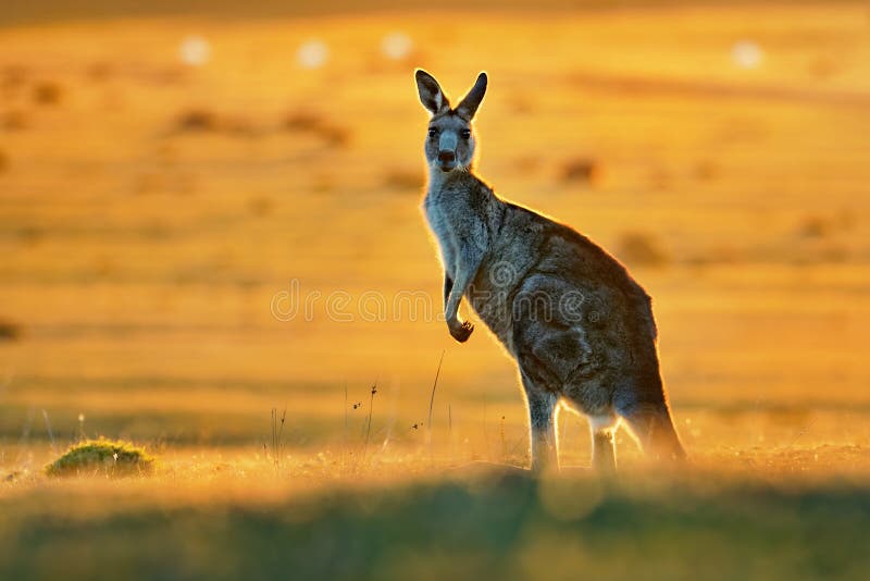 Macropus giganteus - Ost-Grey Kangaroo lizenzfreies stockfoto Macropus giganteus - Ost-Grey Kangaroo lizenzfreies stockfoto