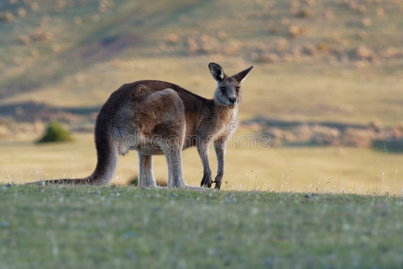 Macropus giganteus - Ost-Grey Kangaroo lizenzfreies stockfoto Macropus giganteus - Ost-Grey Kangaroo lizenzfreies stockfoto