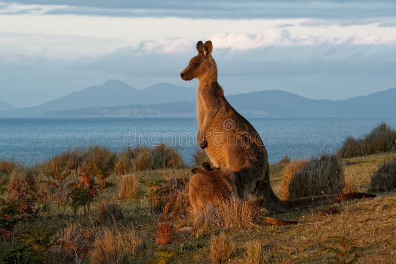 Macropus giganteus - Ost-Grey Kangaroo in Tasmanien in Australien, Maria Island, Tasmanien, stehend auf der Wiese am Abend