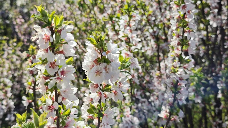 Macroschoen honingbijen bestuiven lenteboom met witte bloemen. hommel bedekt met pollen die nectar verzamelen.