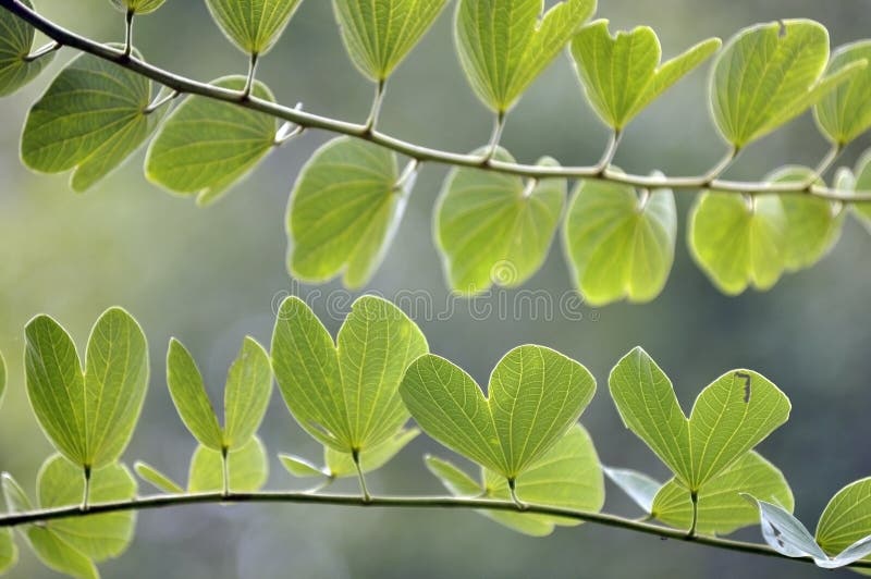 Macroschot van bladeren Groen in de aard