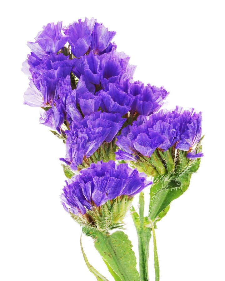 Macroschot van staticebloemen die op witte achtergrond worden geïsoleerd. royalty-vrije stock afbeelding Macroschot van staticebloemen die op witte achtergrond worden geïsoleerd. royalty-vrije stock afbeelding
