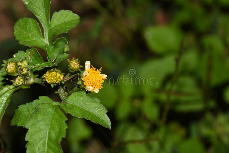 Macrospruit van bloemen die in mijn tuin, zijn close-upschot groeien royalty-vrije stock foto Macrospruit van bloemen die in mijn tuin, zijn close-upschot groeien royalty-vrije stock foto
