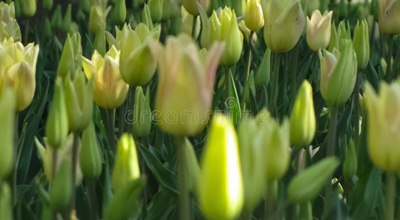 Macroweergeven van Gesloten Gele Tulpen royalty-vrije stock afbeeldingen Macroweergeven van Gesloten Gele Tulpen royalty-vrije stock afbeeldingen