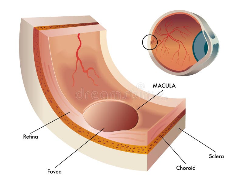 Macula royalty illustrazione gratis Macula royalty illustrazione gratis