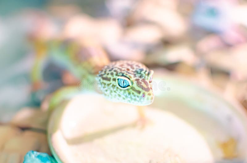 Macularius van de gekkoeublepharis van de luipaard Zorg en het fokkenreptielen thuis royalty-vrije stock afbeeldingen Macularius van de gekkoeublepharis van de luipaard Zorg en het fokkenreptielen thuis royalty-vrije stock afbeeldingen