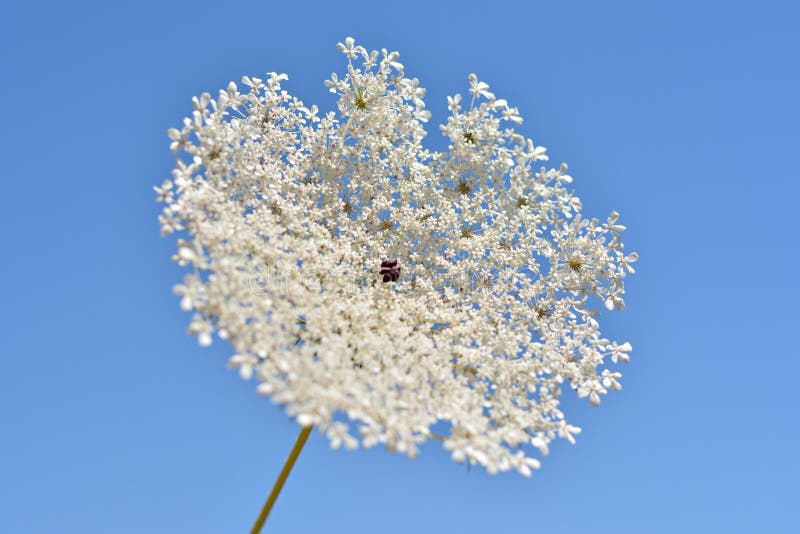 Flowers of a poisonous hemlock plant, Conium maculatum, in the field in summer. Flowers of a poisonous hemlock plant, Conium maculatum, in the field in summer