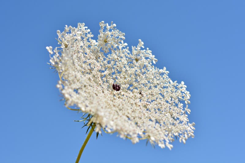 Flowers of a poisonous hemlock plant, Conium maculatum, in the field in summer. Flowers of a poisonous hemlock plant, Conium maculatum, in the field in summer