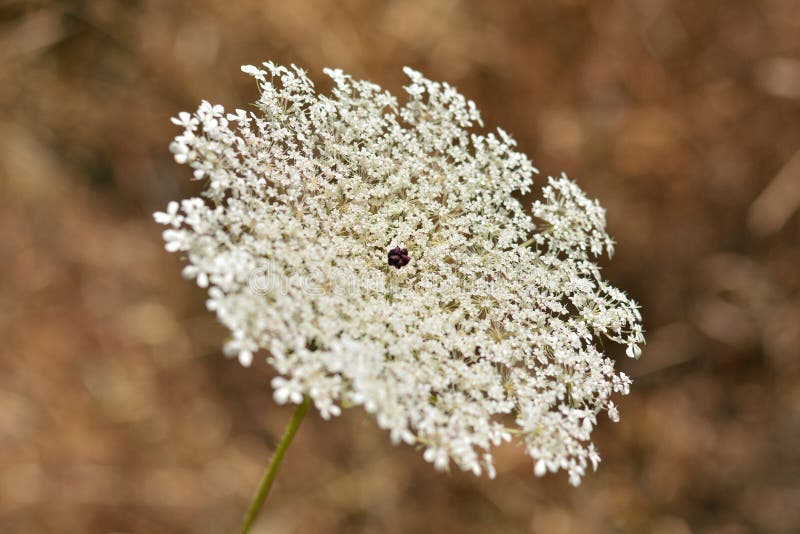 Flowers of a poisonous hemlock plant, Conium maculatum, in the field in summer. Flowers of a poisonous hemlock plant, Conium maculatum, in the field in summer