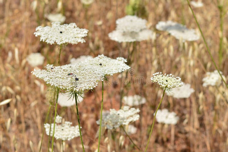 Flowers of a poisonous hemlock plant, Conium maculatum, in the field in summer. Flowers of a poisonous hemlock plant, Conium maculatum, in the field in summer