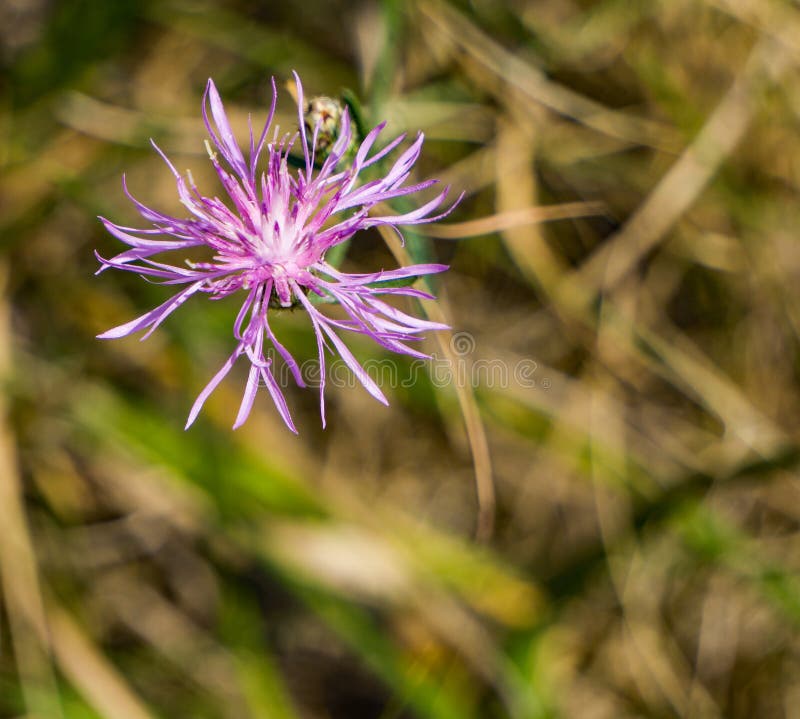 Spotted Knapweed has highly branched, wiry stemmed plant with lavender, rayless flower heads atop stems with soft hairs. This wildflower can be found in fields and along roads. Spotted Knapweed has highly branched, wiry stemmed plant with lavender, rayless flower heads atop stems with soft hairs. This wildflower can be found in fields and along roads.