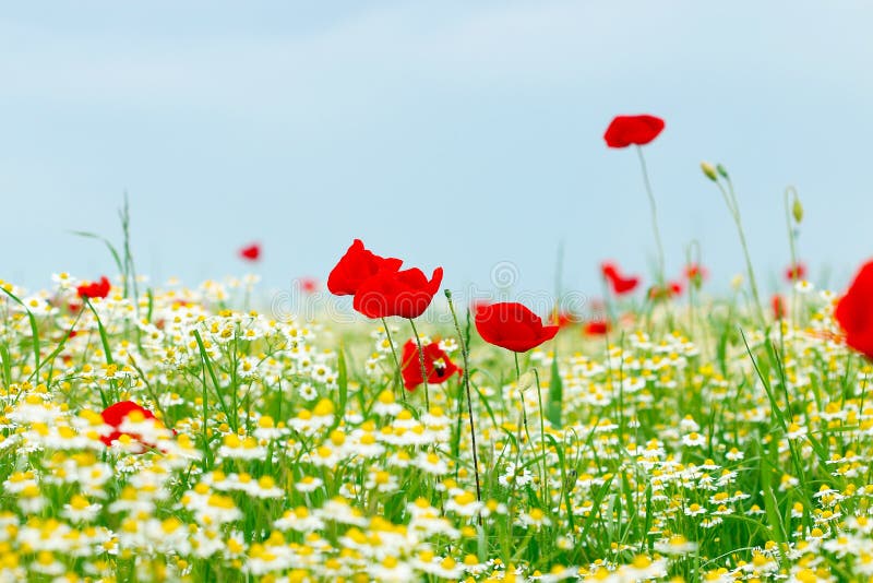 Maczka i chamomile dzicy kwiaty obraz stock Maczka i chamomile dzicy kwiaty obraz stock