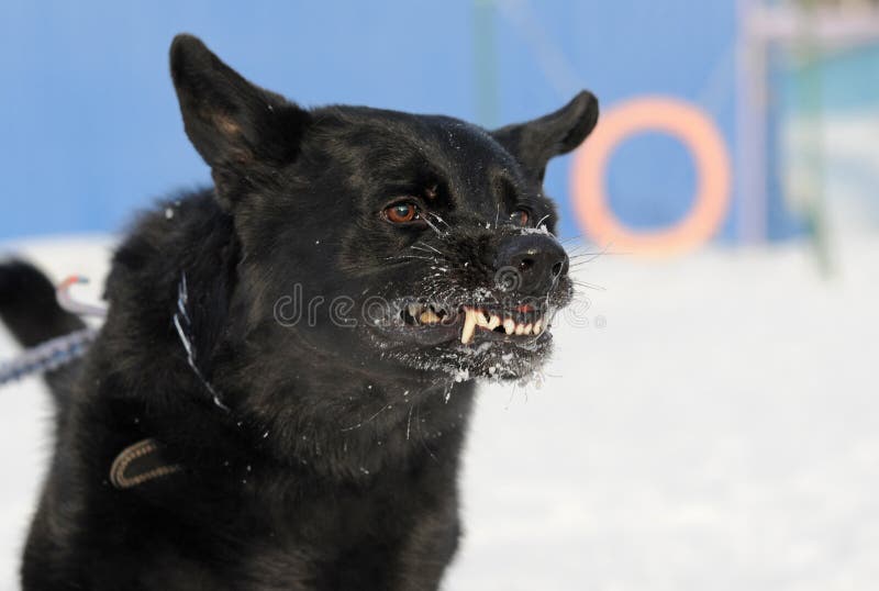 Mad dog stock photo. Image of aggressive, winter, canines - 24101346 Mad dog stock photo. Image of aggressive, winter, canines - 24101346