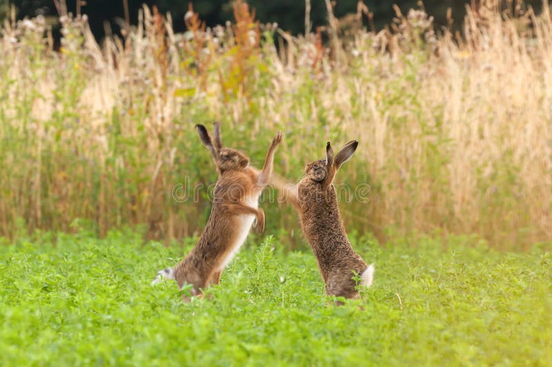 Mad wild hares boxing and fighting in Norfolk UK