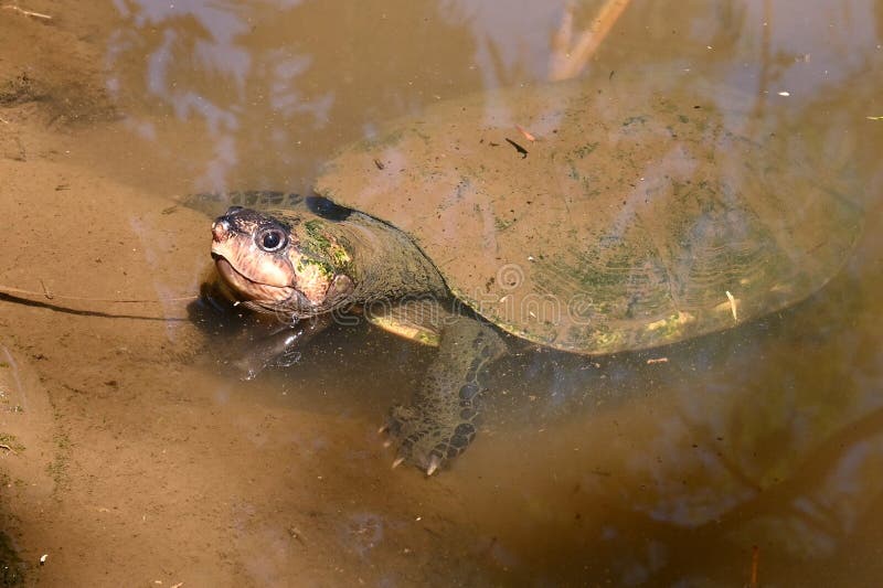 Madagascar Big-headed Turtle, Erymnochelys Madagascariensis Stock Image ...