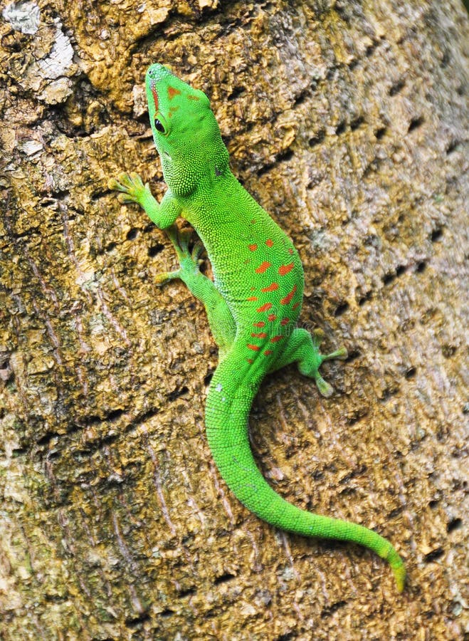 Madagascar day gecko