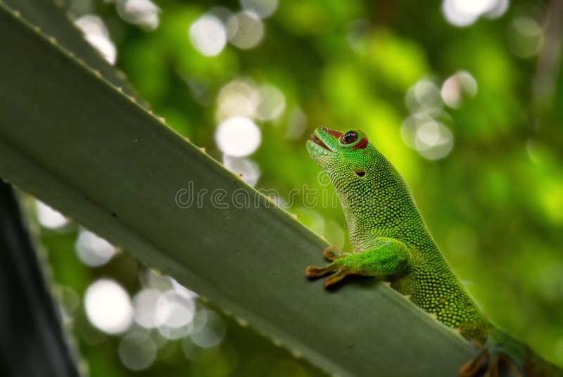 Madagascar dnia gekon - Phelsuma madagascariensis fotografia royalty free Madagascar dnia gekon - Phelsuma madagascariensis fotografia royalty free