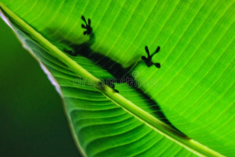 Madagascar dnia gekon - Phelsuma madagascariensis zdjęcia royalty free Madagascar dnia gekon - Phelsuma madagascariensis zdjęcia royalty free