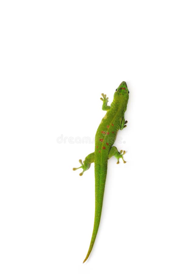 Madagascar Day Gecko on white background. Madagascar Day Gecko on white background.