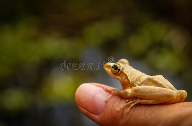 785 Finger Frog Photos Free & RoyaltyFree Stock Photos from Dreamstime