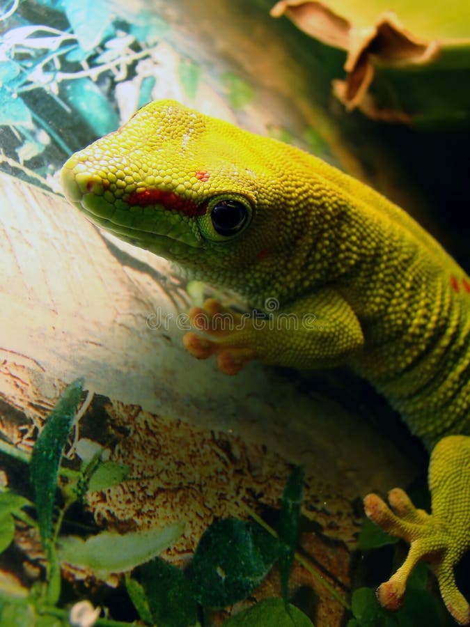 Madagascar giant day gecko royalty free stock photos