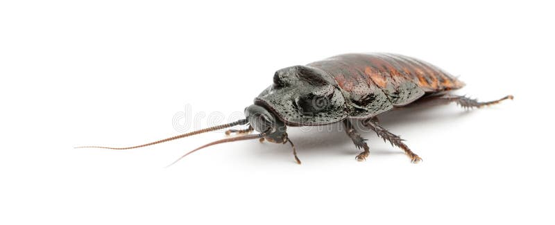 Madagascar Hissing Cockroach, Gromphadorhina