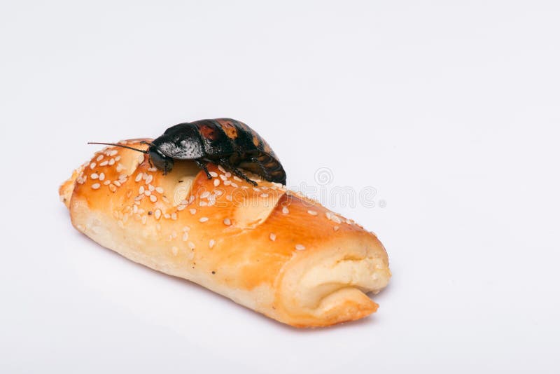 Madagascar hissing cockroach on bread isolated on white background. Cockroach isolated water stock images, royalty-free photos and pictures