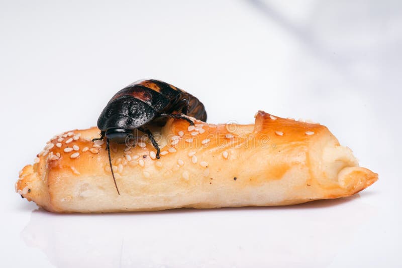 Madagascar hissing cockroach on bread isolated on white background. Cockroach isolated water stock images, royalty-free photos and pictures