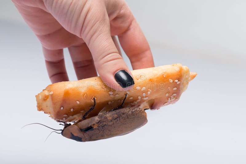 Madagascar hissing cockroach on bread isolated on white background. Cockroach isolated water stock images, royalty-free photos and pictures