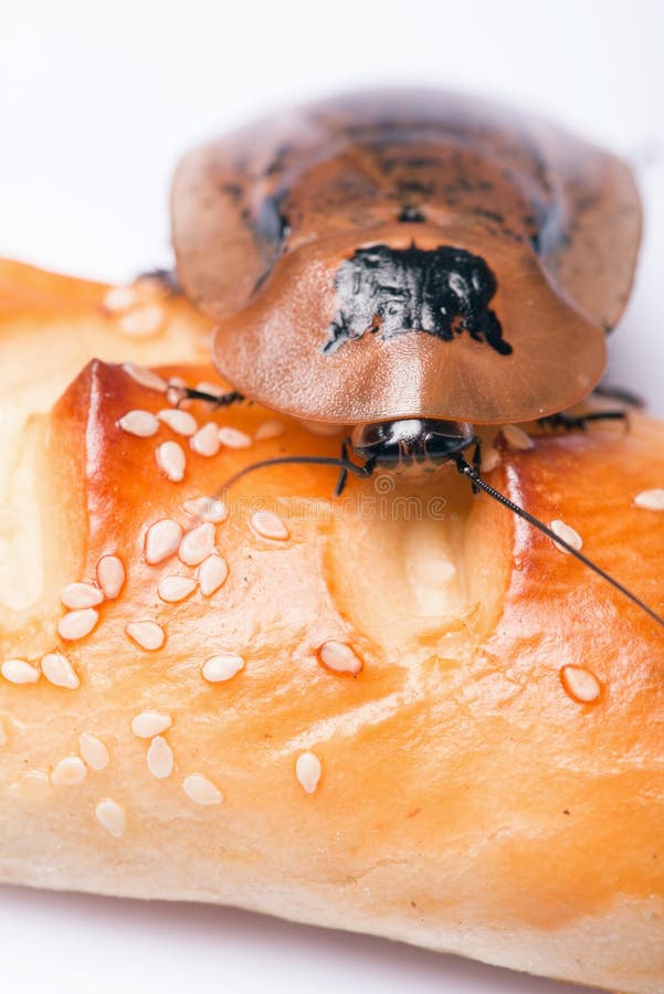 Madagascar hissing cockroach on bread isolated on white background close up. Cockroach isolated water stock images, royalty-free photos and pictures