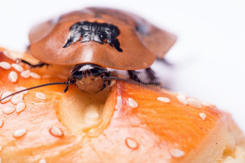 Madagascar hissing cockroach on bread isolated on white background close up. Cockroach isolated water stock images, royalty-free photos and pictures