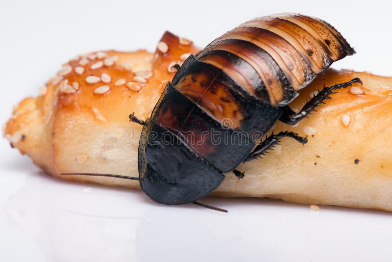 Madagascar hissing cockroach on bread isolated on white background close up. Cockroach isolated water stock images, royalty-free photos and pictures