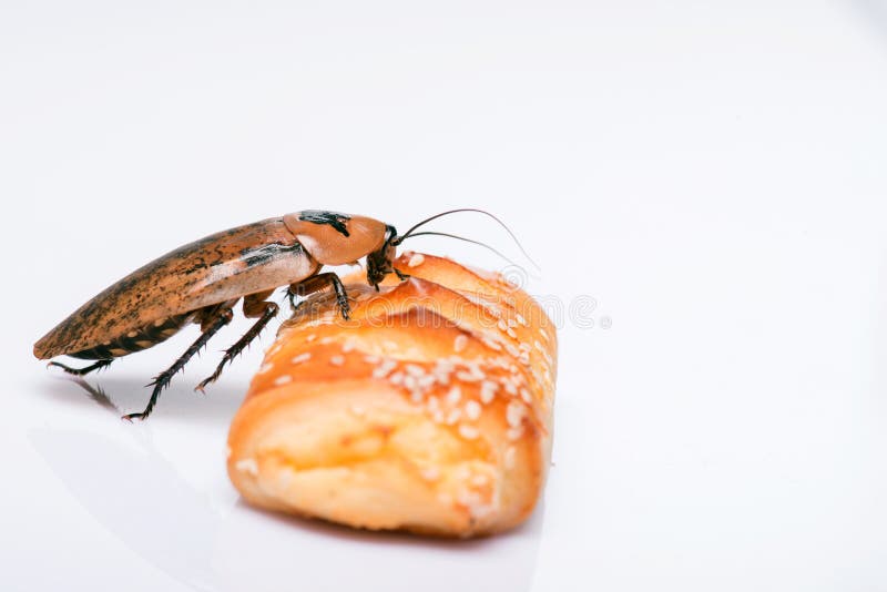 Madagascar hissing cockroach near bread isolated on white background. Cockroach isolated water stock images, royalty-free photos and pictures