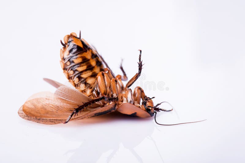 Reverse Madagascar hissing cockroach isolated on white background. Cockroach isolated water stock images, royalty-free photos and pictures