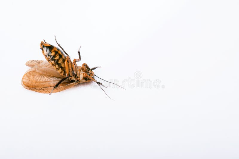 Reverse Madagascar hissing cockroach isolated on white background with copy place. Cockroach isolated water stock images, royalty-free photos and pictures