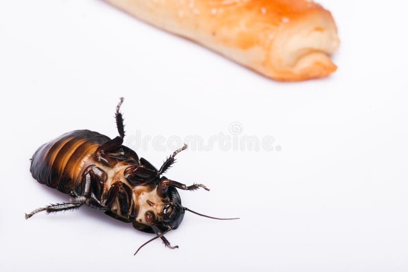 Reverse Madagascar hissing cockroach near bread isolated on white background. Cockroach isolated water stock images, royalty-free photos and pictures