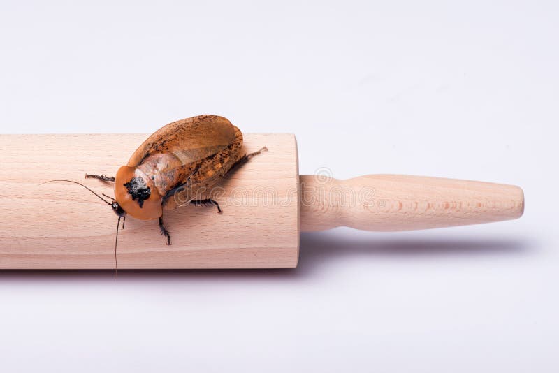 Madagascar hissing cockroach on rolling pin isolated on white background. Cockroach isolated water stock images, royalty-free photos and pictures