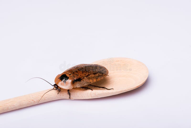 Madagascar hissing cockroach on wooden spoon isolated on white background. Cockroach isolated water stock images, royalty-free photos and pictures