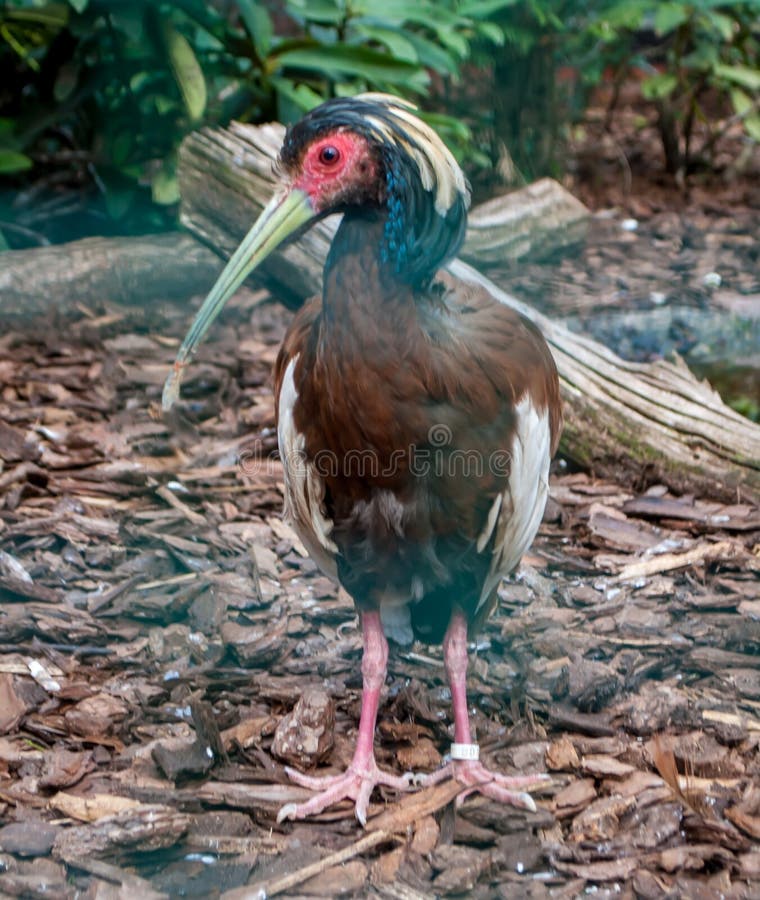 Madagascar ibis, a brown bird with a blue-white head walking on the ground