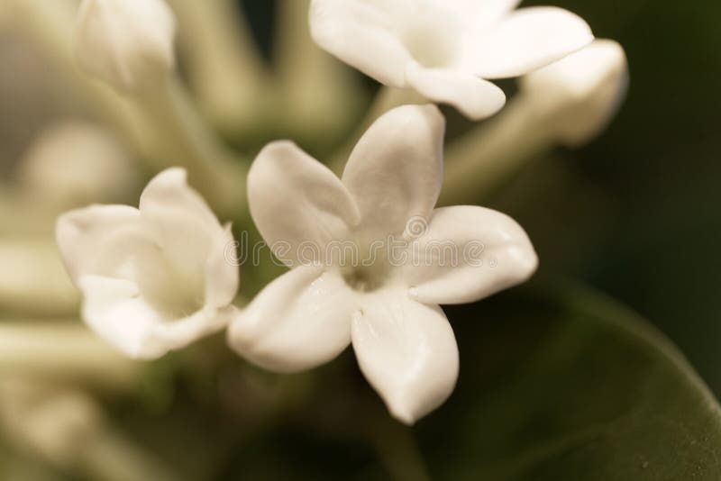 Madagascar jasmine Stephanotis floribunda