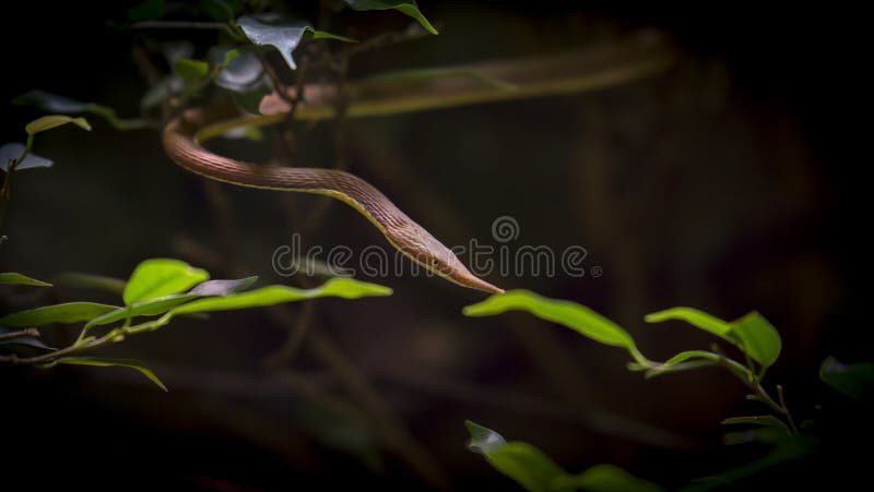 Life on White  Leaf viper with its tongue out, Atheris squamigera,  isolated on white