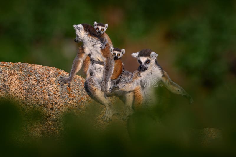 Macaco-aranha-de-cara-vermelha - Animália Park