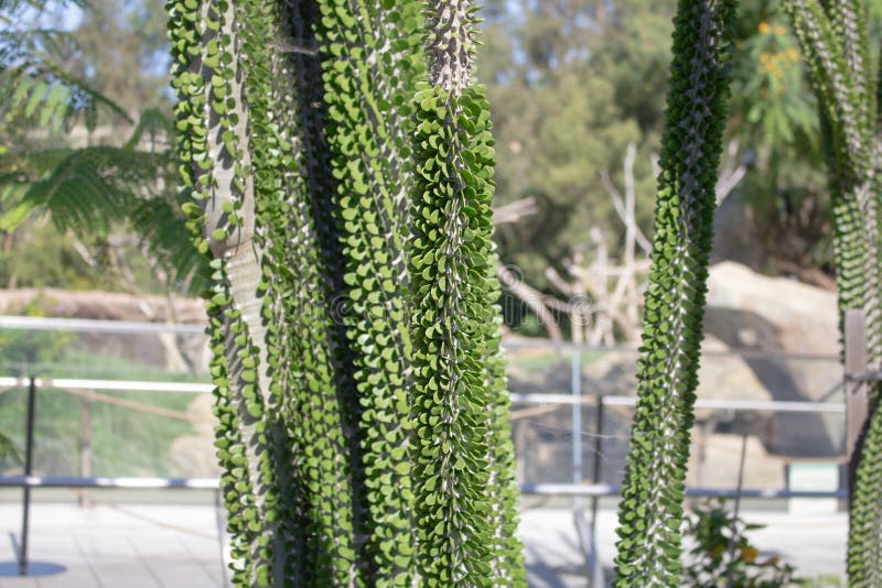 Madagascar ocotillo plant stock photo. Image of rainfall 254813918