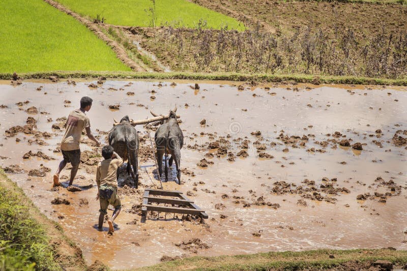 Madagascar - October 23, 2015: Boys and zebus harvesting a muddy rice field on a hot day in Madagascar