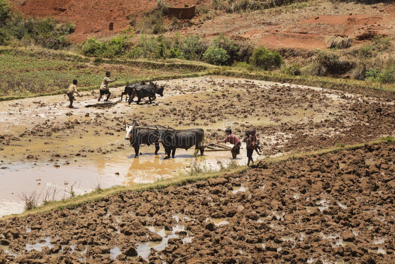 Madagascar - October 23, 2015: Boys and zebus harvesting a muddy rice field on a hot day in Madagascar