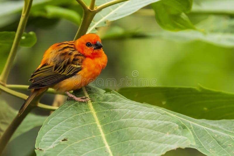 Is that also a bird. Foudia rubra. Птицы Мадагаскара. Мадагаскарский Кардинал фото. Madagascar Fody Bird
