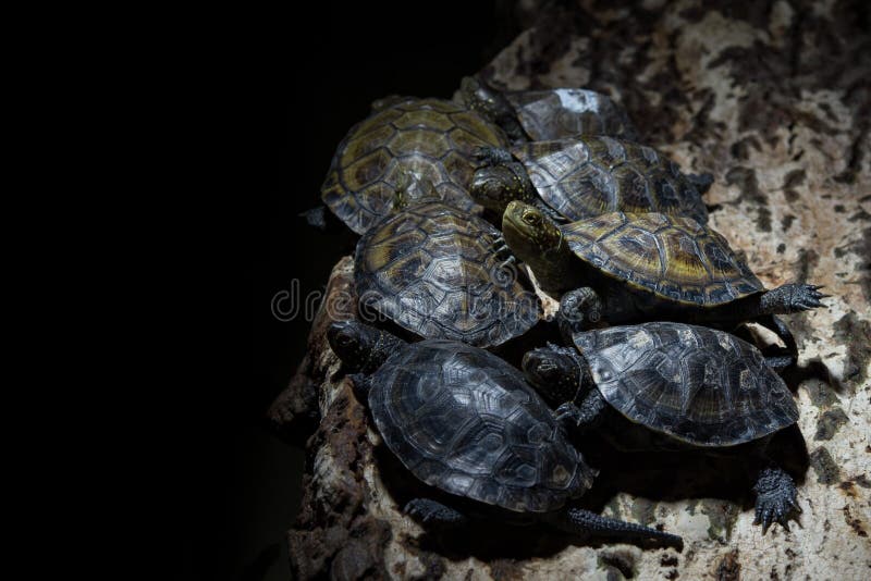 Madagascar river turtle close up royalty free stock images