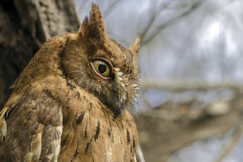 Madagascar Scops-owl Otus Rutilus, Pemba Dwergooruil, Malagasy Stock ...