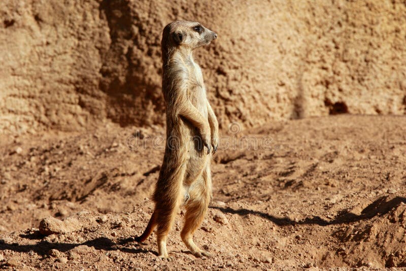 Madagascar Suricata on a clay landscape